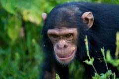 Rwanda-Chimpanzee-Tours