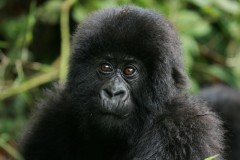 gorillas-of-rwanda