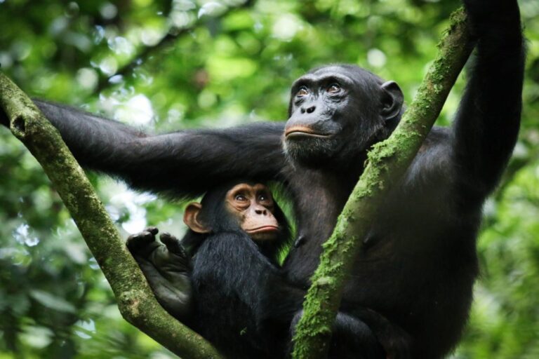 Kibale Forest National Park.