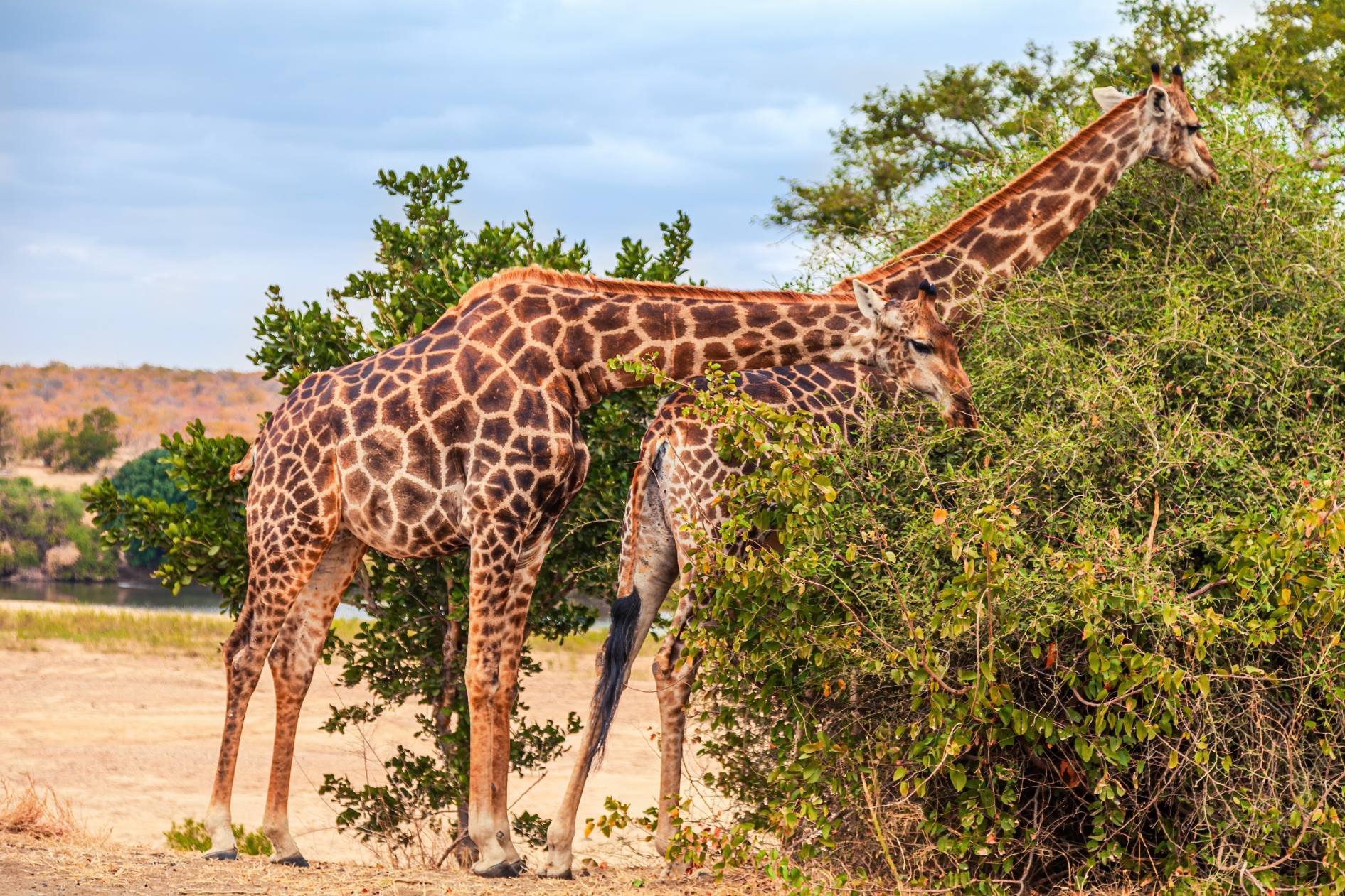 AdobeStock_372444677