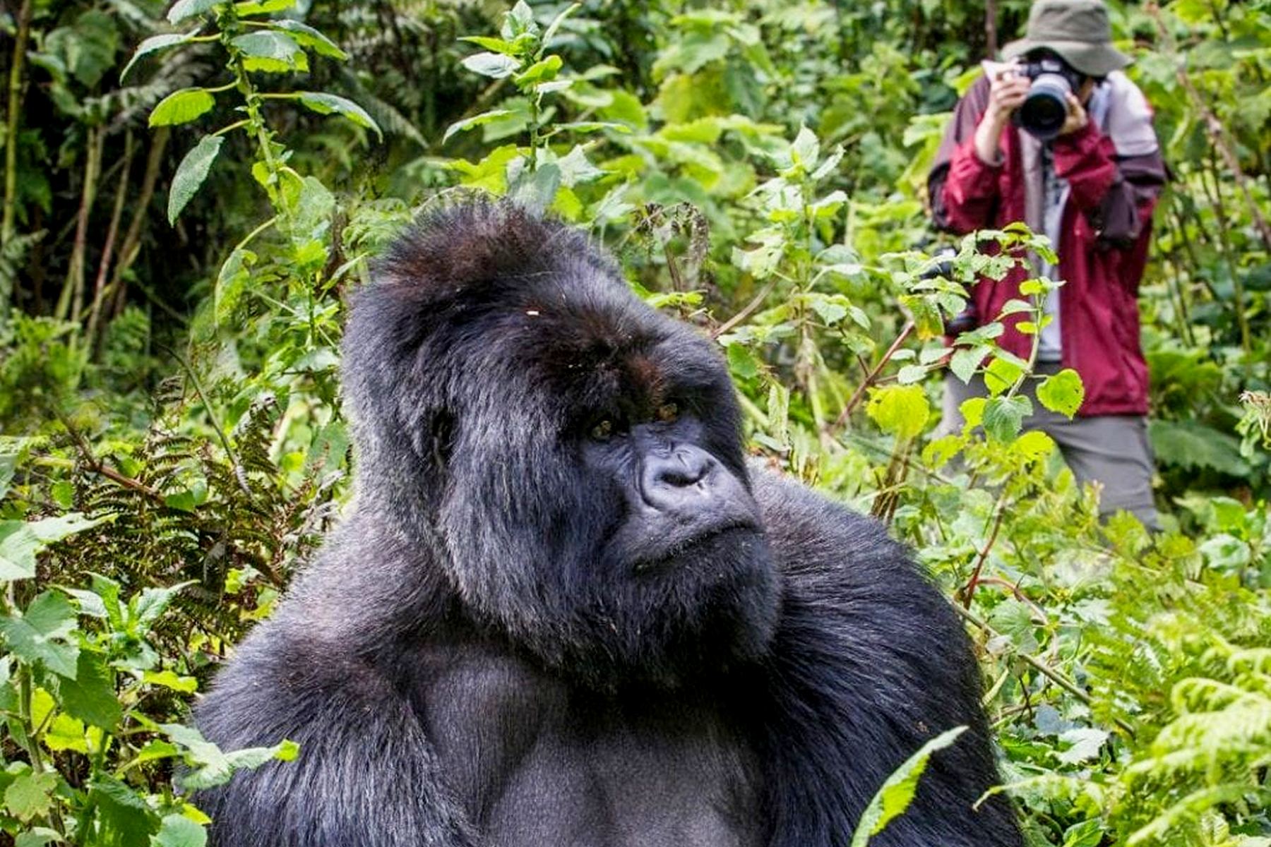 Gorilla-Trekking-in-Uganda-1