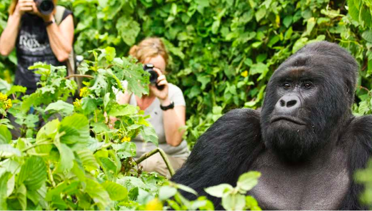 Mountain Gorilla Tracking