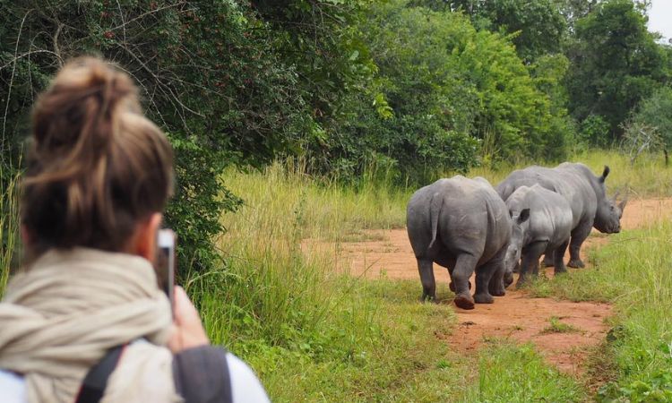 Rhino-Trekking-at-Ziwa-Rhino-Sanctuary-Uganda-1