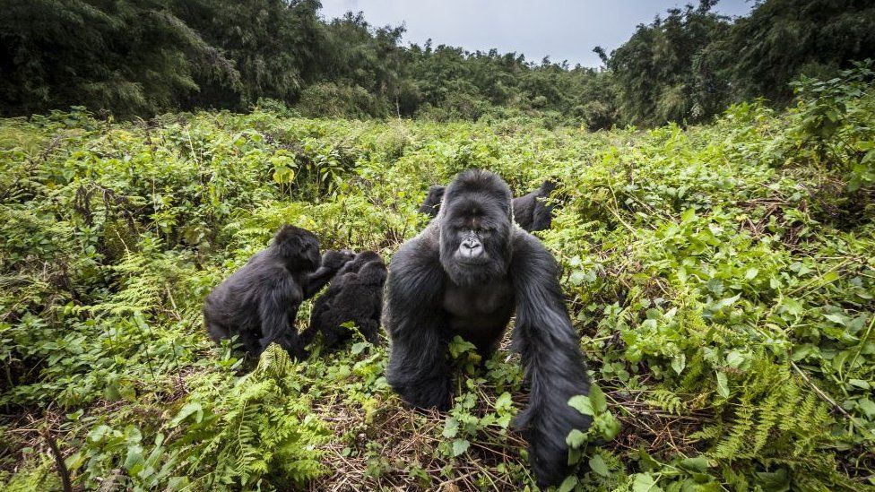 uganda-gorillas-2