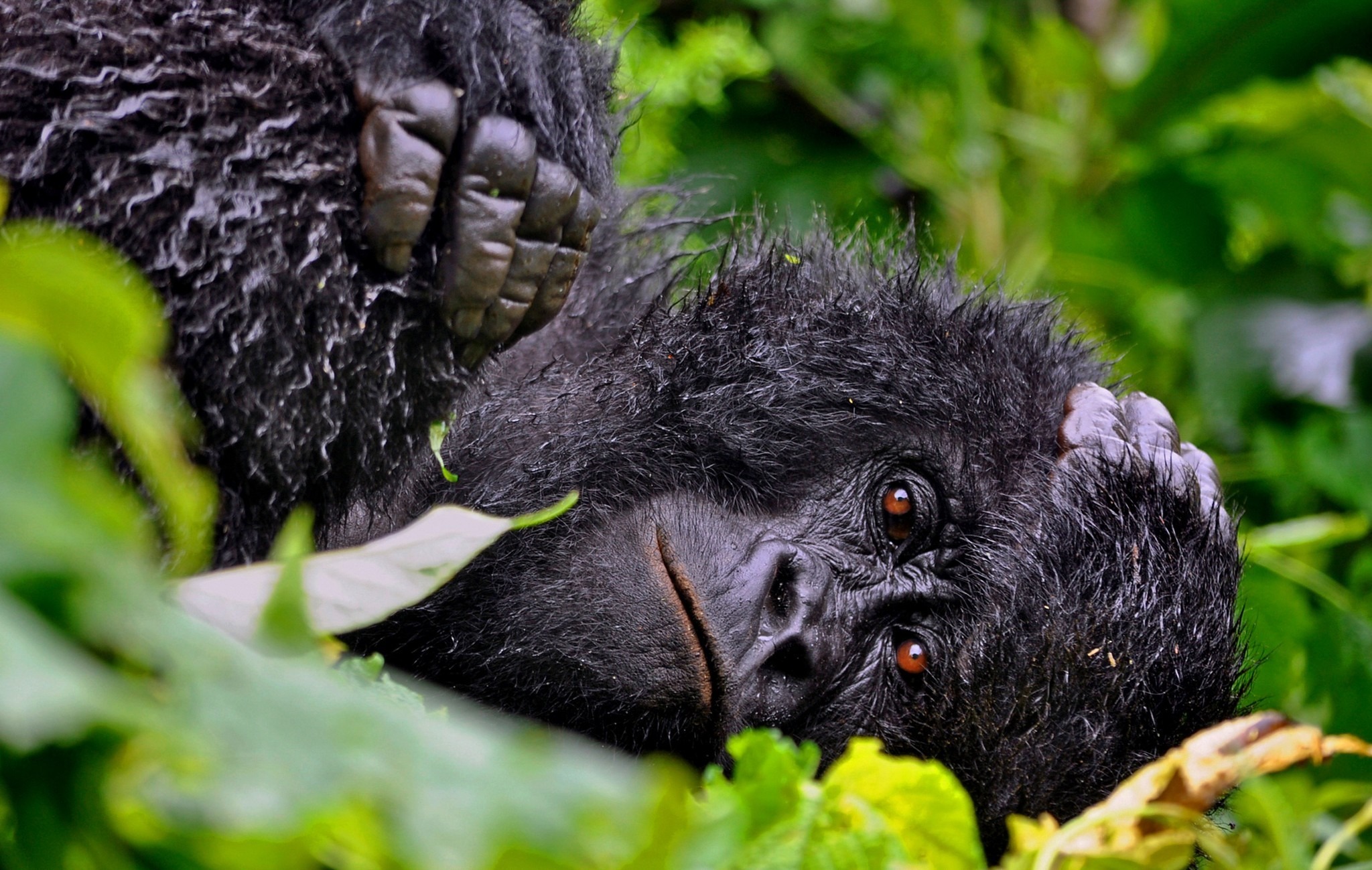 10-Interesting-things-about-DRC-Congo-that-you-should-know.jpg