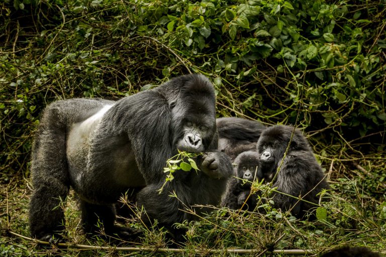 Ultimate Gorilla Trekking Safari in Uganda & Rwanda