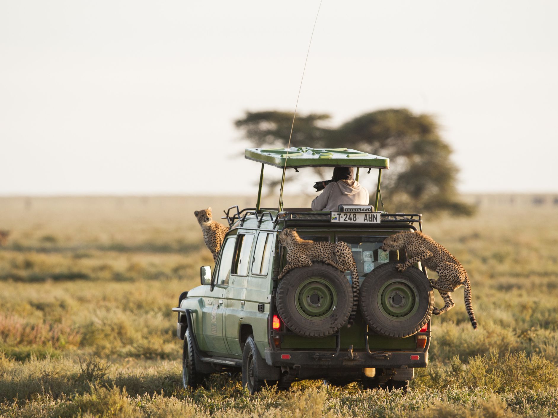 Serengetii-Safari-Tanzania.jpg