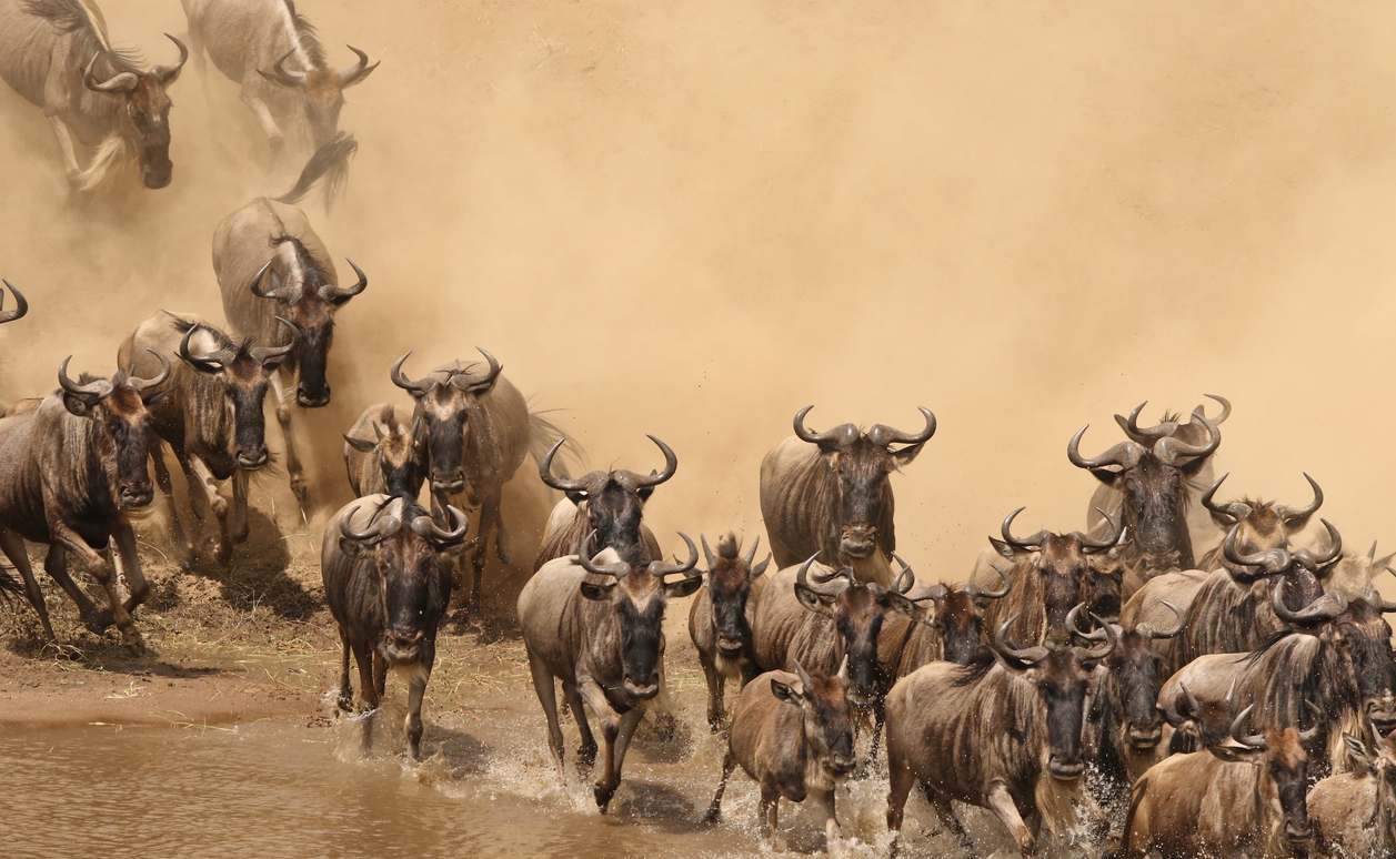 The Great Wildebeest Migration Safari – Year Round