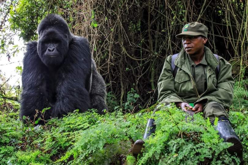 Gorilla Trekking Safari Uganda