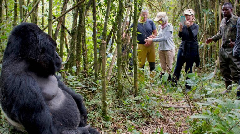 The Role of Rangers in Bwindi Conservation: Protecting Uganda’s Mountain Gorillas