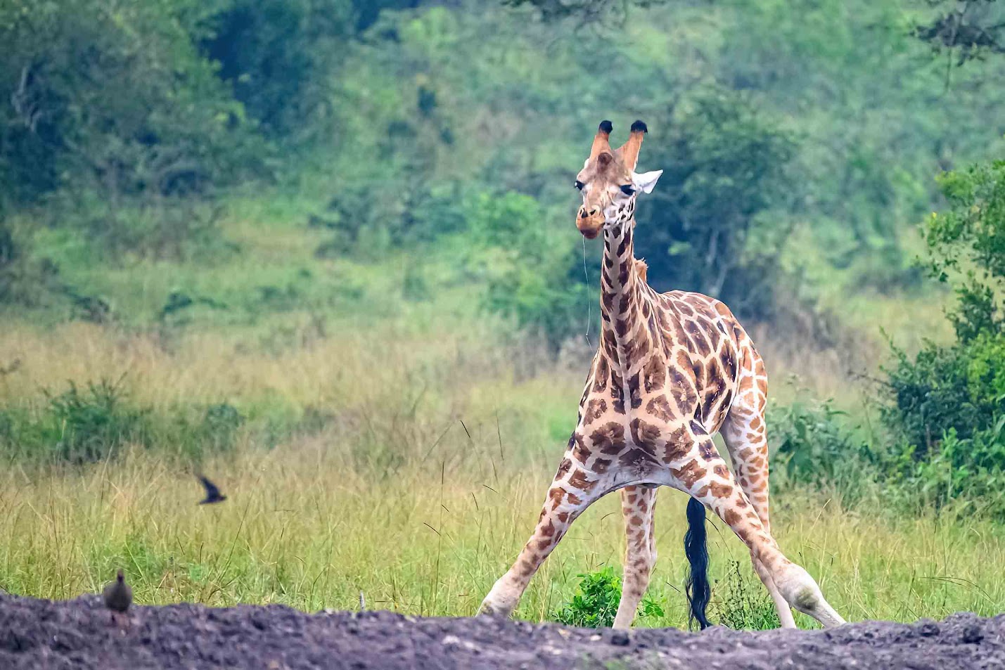 Uganda Jan 2024-LR-317