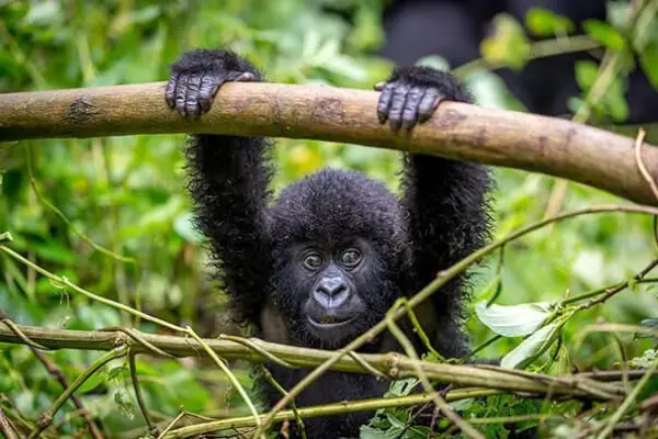 3 Days Bwindi Gorilla Trekking Safari in Uganda