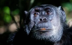 5-Days-Gorilla-and-Chimpanzee-T