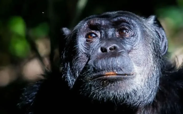5-Days-Gorilla-and-Chimpanzee-T