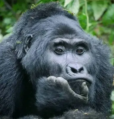 Congo Safari