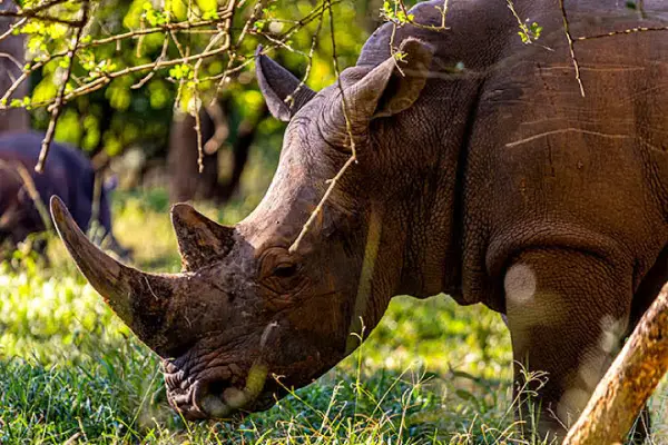 7-Days-Uganda-Gorillas-Chimpanzee-safari in Uganda