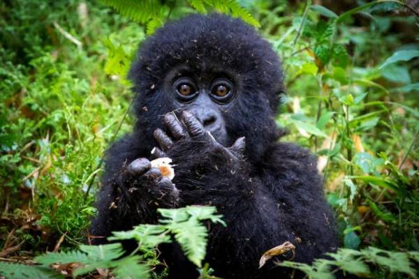 Bwindi Gorilla Trek