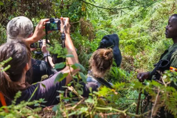 About Mambo Gorilla Safaris Uganda