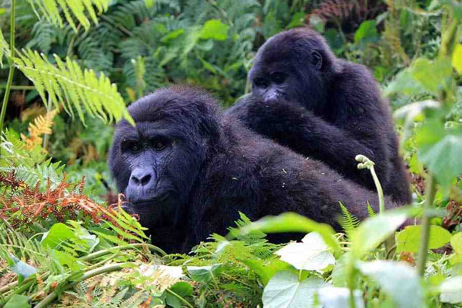 Congo gorilla trekking safari