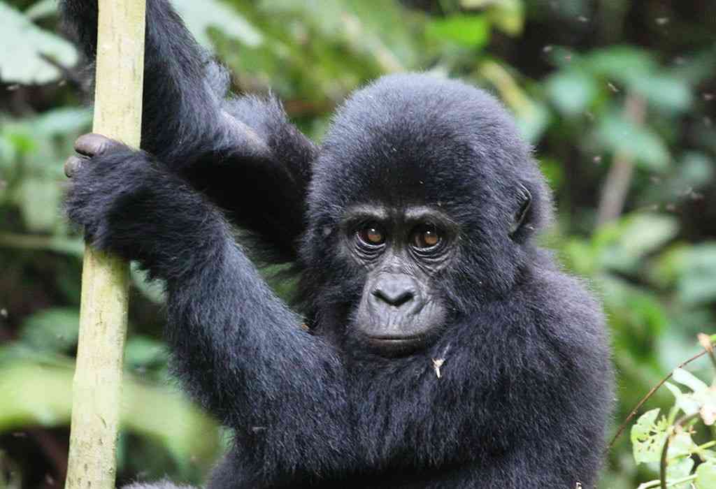 Virunga National Park Congo safari