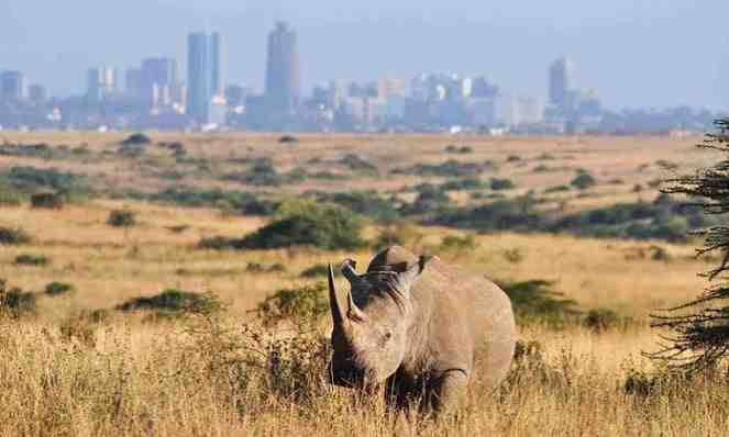 Nairobi National Park