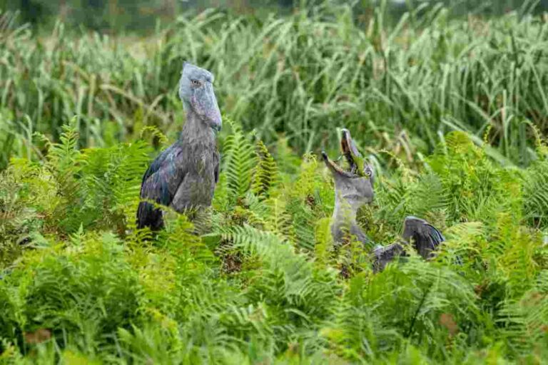 A Complete Guide to Shoebill Tracking in Mabamba Swamp