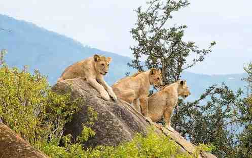 Rwanda Wildlife Safari