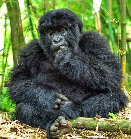 Uganda Gorilla Trekking Safari