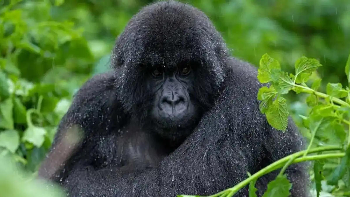 Rwanda Gorilla Safari