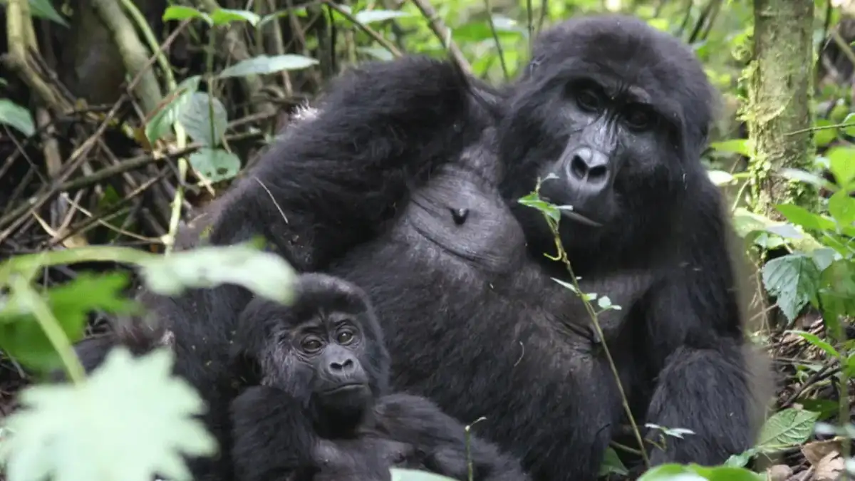 Gorilla trekking in Congo