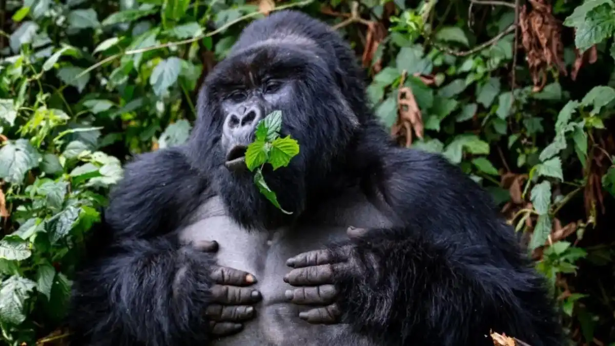 Uganda Gorilla Safari