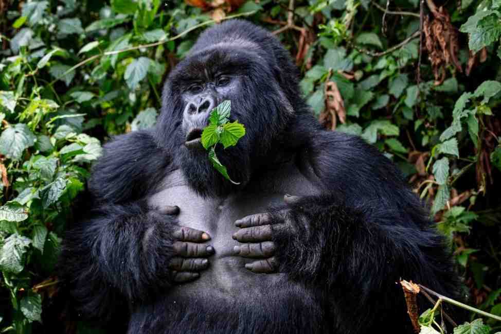 Kahuzi Biega gorilla safari
