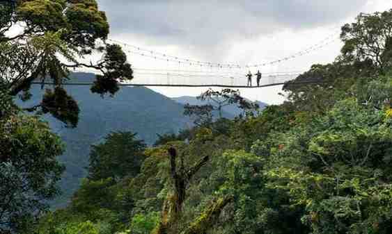 Rwanda Forest