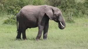 African elephant with an exceptional sense of hearing in Uganda