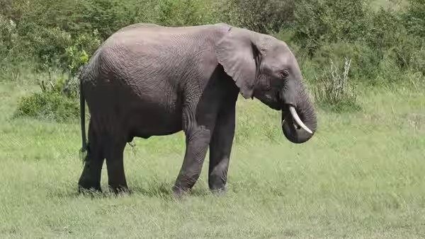 Top 10 Animals With the Best Sense of Hearing in Africa