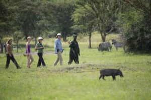 Guided Uganda walking safari through a scenic wildlife landscape