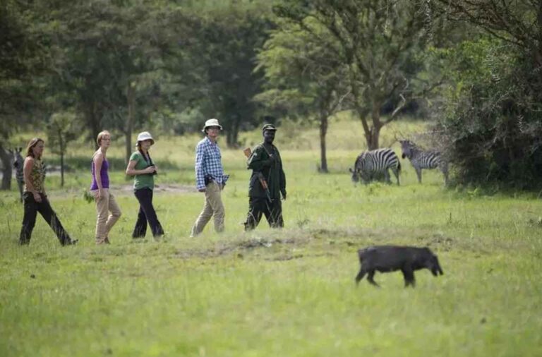 Guided Uganda walking safari through a scenic wildlife landscape