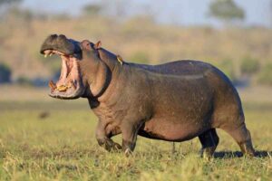 Top 10 deadliest animals in the world including African elephant hippo lion crocodile buffalo and snake