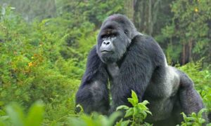 African silverback gorilla in Bwindi