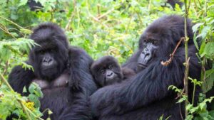 Gorilla Trekking Difficulty in Uganda: How Fit Do You Need to Be?