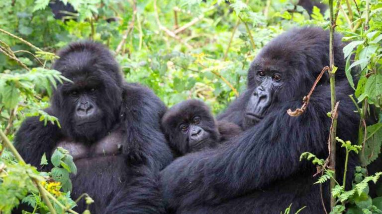 Gorilla Trekking Difficulty in Uganda: How Fit Do You Need to Be?