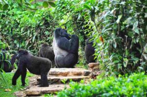 Uganda gorilla safari with mountain gorillas in Bwindi Impenetrable National Park