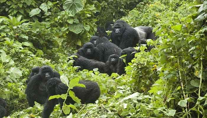 Planning gorilla trekking in December? Discover Bwindi weather, trekking conditions, what to pack, permits and December Uganda safari tips with Mambo Gorilla Safaris