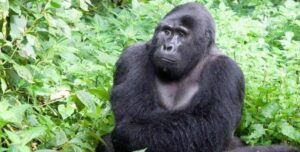 Mountain gorilla during a primate safari in Uganda