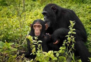 : Kyambura Gorge chimpanzee trekking in Queen Elizabeth National Park with Mambo Gorilla Safaris Uganda