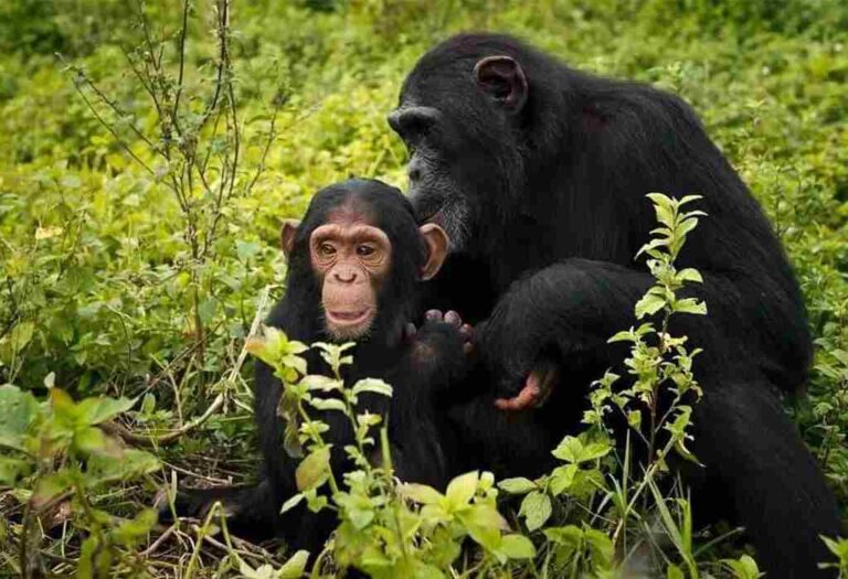 Kyambura Gorge Chimpanzee Permits: Prices, Booking & Trekking Guide