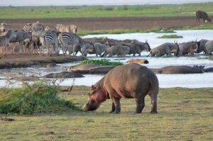 2 Days Ngorongoro Crater and Lake Manyara Safari with Mambo Gorilla Safaris