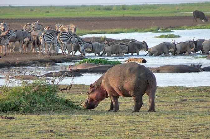 2 Days Ngorongoro Crater and Lake Manyara Safari with Mambo Gorilla Safaris