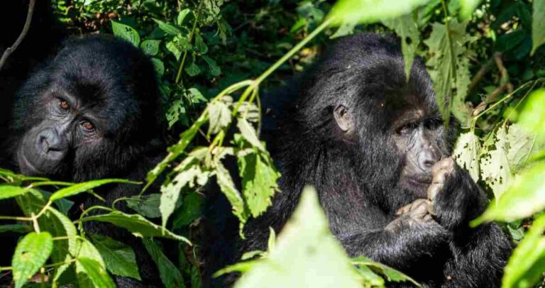 Mukiza Gorilla Family in Ruhija Sector, Bwindi Impenetrable National Park, Uganda