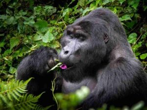 Gorilla Trekking Packing List Uganda: What to Pack for Bwindi